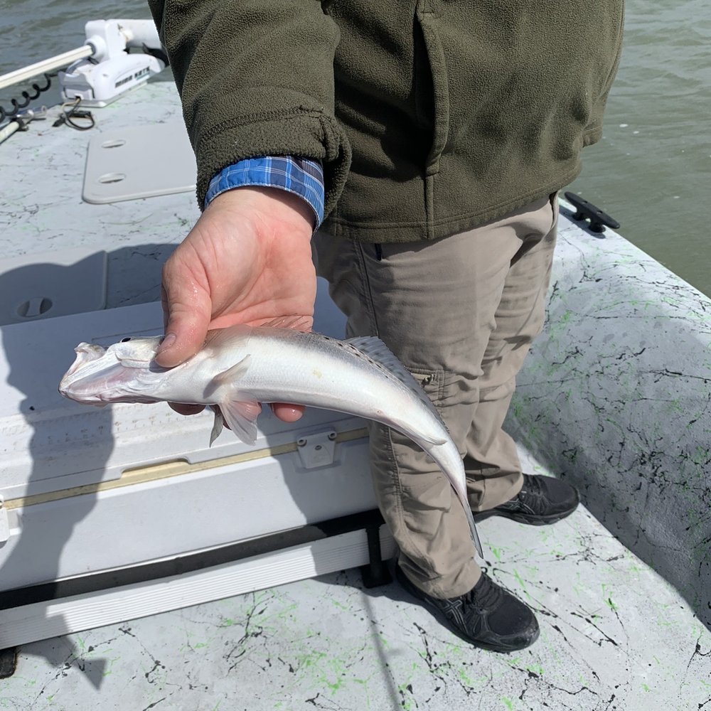 Team Liberty Guide Service - Lisa's only little Trout. We were having a Black Drum morning. Black/Red Drums were what we were really wanting. - Fishing Near Me - Corpus Christi, Texas Team Liberty Guide Service - Lisa's only little Trout. We were having a Black Drum morning. Black/Red Drums were what we were really wanting. - Fishing Near Me - Corpus Christi, Texas