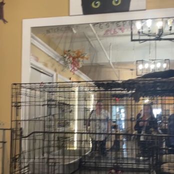 Catpurrccinos - Inside - Themed Cafes Near Me - Huntington, New York Catpurrccinos - Inside - Themed Cafes Near Me - Huntington, New York