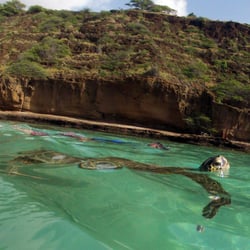 Hnauma Bay Turtle