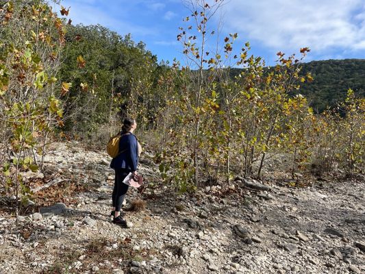 Lost Maples State Natural Area by null