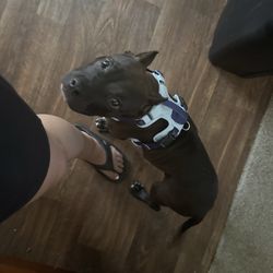 Humane Society of North Texas - Finally in his forever home !