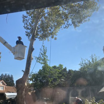 Easy Stumps Tree Services - Sycamore tree coming down. - Tree Services Near Me - Folsom, California Easy Stumps Tree Services - Sycamore tree coming down. - Tree Services Near Me - Folsom, California
