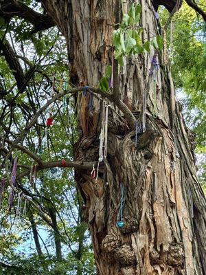 The Witches' Tree by null