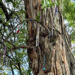 The Witches Tree - 08.31.25 locals place their offerings on this nightmarish gnarled tree so the witches won't summon another storm