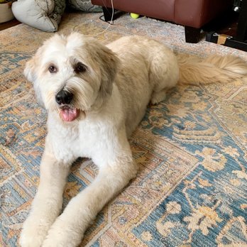 Mod Mutt Salon - Pet Groomers Near Me - Austin, Texas