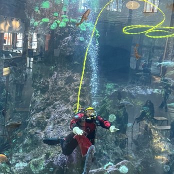 Seattle Aquarium - Diver feeding an eel - Aquariums Near Me - Seattle, Washington Seattle Aquarium - Diver feeding an eel - Aquariums Near Me - Seattle, Washington