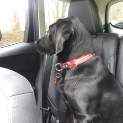 Wethersfield Dog Park - She's ready!!!