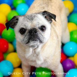 Queen City Pets