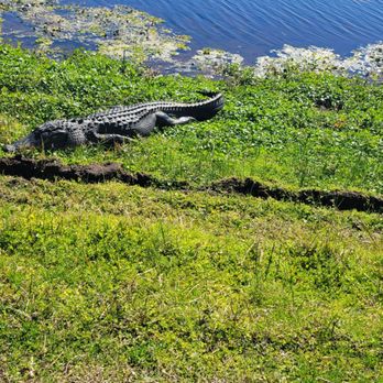 Orlando Wetlands - Parks Near Me - Christmas, Florida