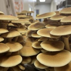 Canyon Creek Mushrooms