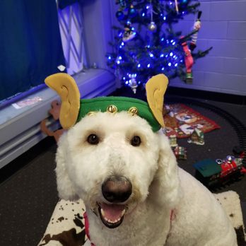 Top Dog Day Spa - Pet Groomers Near Me Top Dog Day Spa - Pet Groomers Near Me
