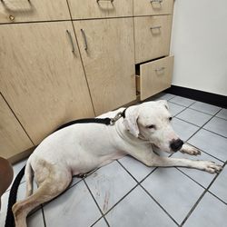 Ali'i Kahala Animal Clinic - Sad Doctors Visit