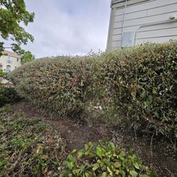 E.L. Services - Dying, never watered, leaning bush. Hire E.L Services if you want your curb appeal to signify weeds and dead bushes or trees.