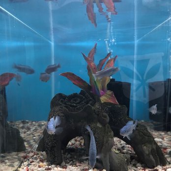 Coral Fish Hawaii - Local Fish Stores Near Me - Aiea, Hawaii Coral Fish Hawaii - Local Fish Stores Near Me - Aiea, Hawaii