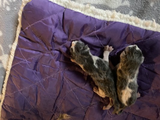 Tractor Supply - Newberry