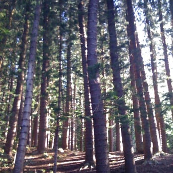 Nounou Trail - Cook pine trees on the kumu o'o side of the nounou trail. - Hiking Near Me - Kapaa, Hawaii