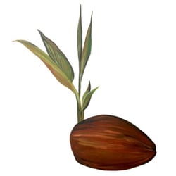 Coconut Information - Our logo, an original art piece by one of our students. Thank you Jamie!