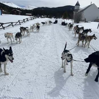 The Mushing Mutts - Sledding Near Me - Ohio City, Colorado