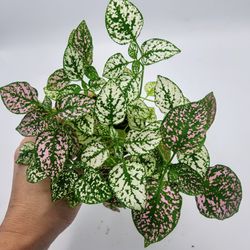 Little Plant Market