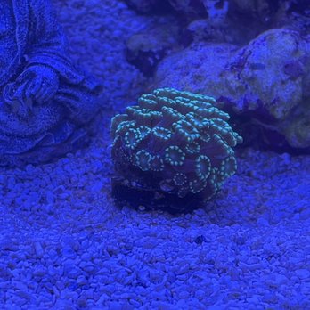 Aqua SD - Local Fish Stores Near Me - San Diego, California Aqua SD - Local Fish Stores Near Me - San Diego, California