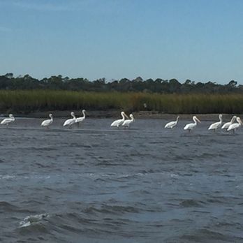 Palm Valley ICW Tours - White pelicans - snowbirds - Tours Near Me - Ponte Vedra Beach, Florida Palm Valley ICW Tours - White pelicans - snowbirds - Tours Near Me - Ponte Vedra Beach, Florida