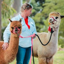 Maui Alpaca - Lola and Alamea out for a stroll