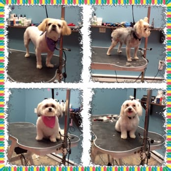 NYC Grooming Palace - Big and small we groom them all - Pet Groomers Near Me - Howard Beach, New York NYC Grooming Palace - Big and small we groom them all - Pet Groomers Near Me - Howard Beach, New York