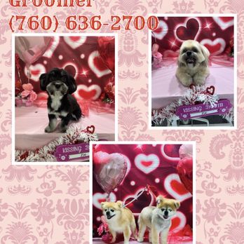Your Friendly Groomer - Pet Groomers Near Me - Palm Desert, California Your Friendly Groomer - Pet Groomers Near Me - Palm Desert, California