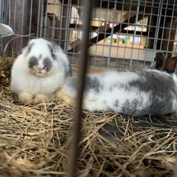 Rabbits for sale without proper food.
