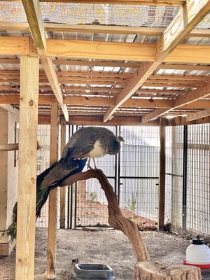 Cypress Gardens by null