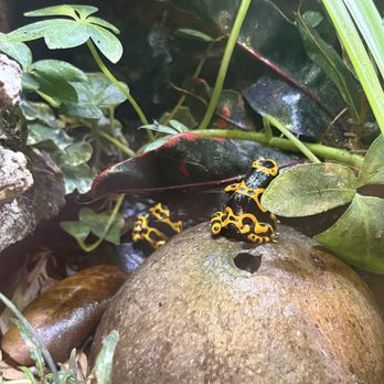 Alligator Sanctuary - Frogs - Animal Shelters Near Me - Athens, Michigan