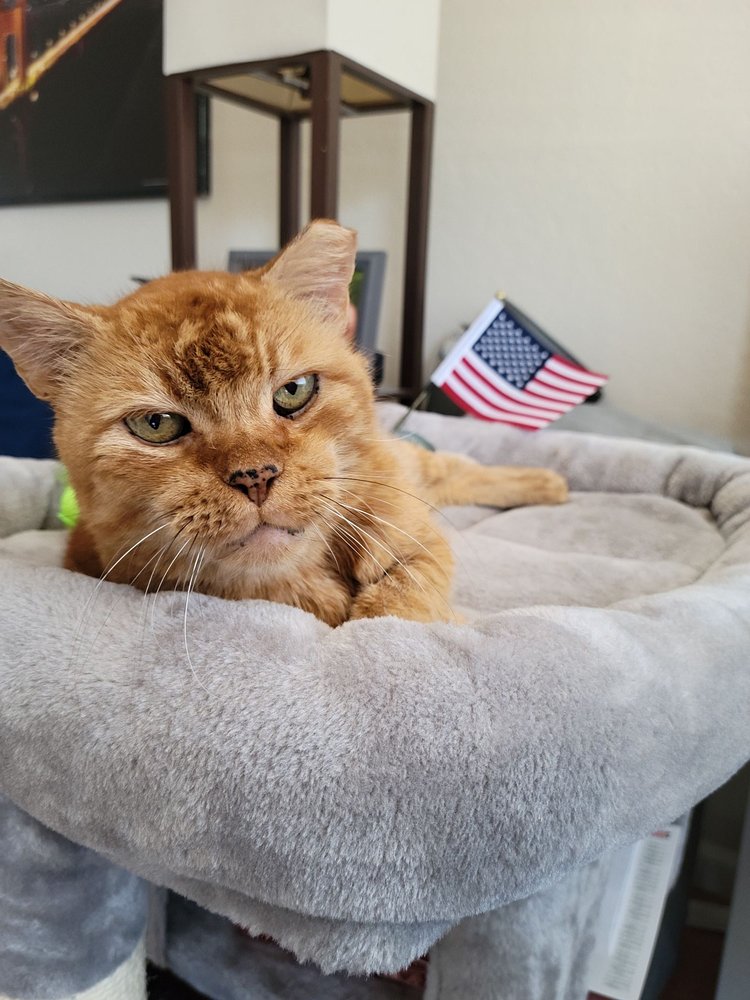 USCIS Service and Office - social services organization in Santa Clara, CA