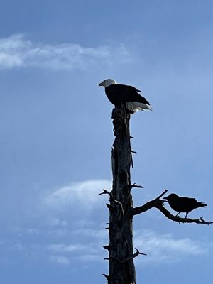Alaska Wildlife Conservation Center by null