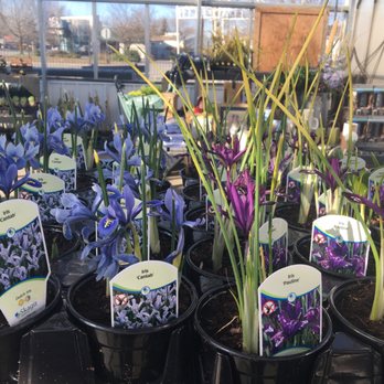 Vanhoff 's Garden Center - Luved these diff types of Irises! They had spots! - Gardeners Near Me - Coeur D Alene, Idaho