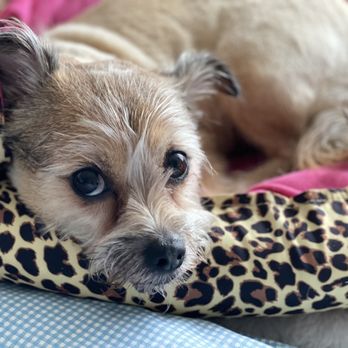 Pawtero - Pet Groomers Near Me - New Haven, Connecticut