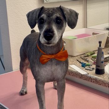 Mutts to Miracles - Finished a matted dog makeover. - Pet Groomers Near Me - San Jose, California Mutts to Miracles - Finished a matted dog makeover. - Pet Groomers Near Me - San Jose, California