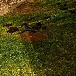 The Pest Experts - Gopher activity