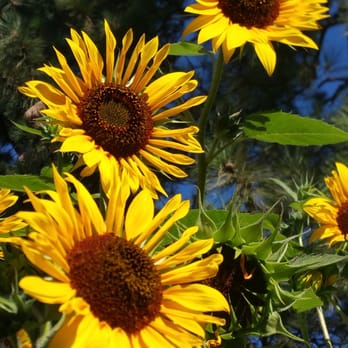 Twisp River Suites - Amazing sunflowers by the river. - Hotels Near Me - Twisp, Washington