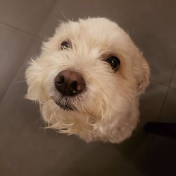 Oasis Pet Clinic - From now on, it won"t sick - Veterinarians Near Me - Fullerton, California Oasis Pet Clinic - From now on, it won"t sick - Veterinarians Near Me - Fullerton, California