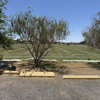 Orange Patch - Field behind the shops - Fruits & Veggies Near Me - Mesa, Arizona Orange Patch - Field behind the shops - Fruits & Veggies Near Me - Mesa, Arizona
