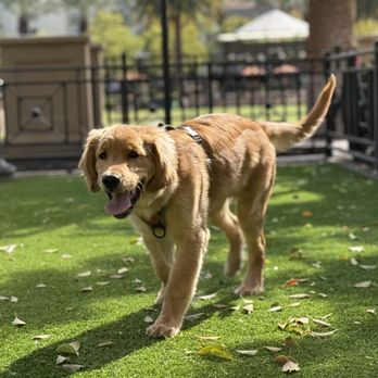 Bark & Roll Dog Training - Pet Training Near Me - Irvine, California