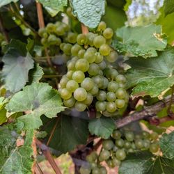 Oliver Springs Vineyard - Outside. Chardonnay grapes.