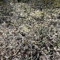 Jupiter Ridge Natural Area - Lichen everywhere