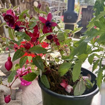 Green Thumb Nursery - Nurseries & Gardening Near Me - San Marcos, California