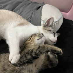 Pet Supermarket - Kittens