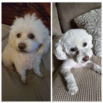 Andrea's Dog Grooming - Pet Groomers Near Me