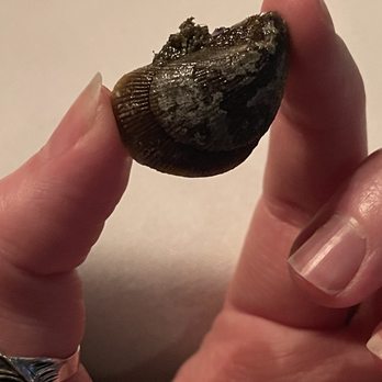 Tortoise Supper Club - clam, originally attached to an oyster by a barnacle - Supper Clubs Near Me - Chicago, Illinois Tortoise Supper Club - clam, originally attached to an oyster by a barnacle - Supper Clubs Near Me - Chicago, Illinois