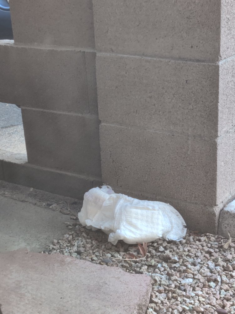 Marsh Management and Real Estate - property management company in Chandler, AZ