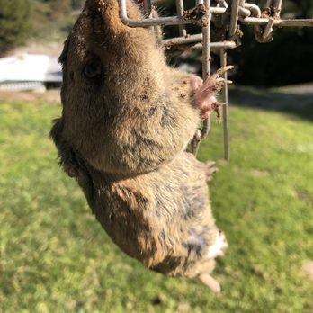 ADIOS PEST CONTROL - 269 Photos & 57 Reviews - 2576 Catamaran ...