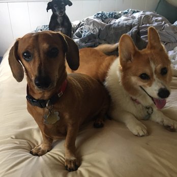 Tara's Dog Services - Cousins and friends! - Dog Walkers Near Me